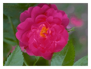 ROSA x 'John Cabot' (AC)